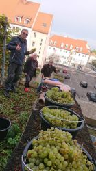 Weinlese 2020 09